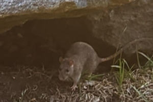 A rat in Riverside Park
